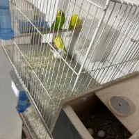 مرغ عشق رو تخم