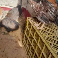 جوجه مرغ وجوجه خروس