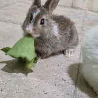 خرگوش