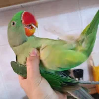 جوجه شاه طوطی نر