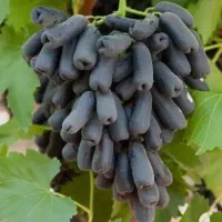 انواع نهال انگور و...