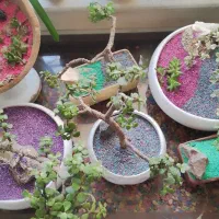 بنسای خرفه و تراریوم