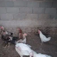 فروش خروس محلی. رسمی. گلین. معاوضه با مرغ.