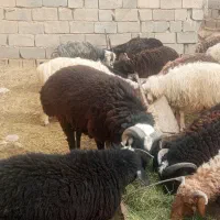 قوچ ترکی بذری و تعدادی بره قیمت توافقی|حیوانات مزرعه|داراب, |دیوار