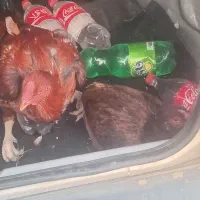 فروش مرغ و خروس لاری