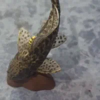 فیگور بی نظیر ماهی لجن خوار یا کتفیش برند کایودو