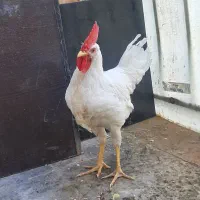 خروس ماشینی