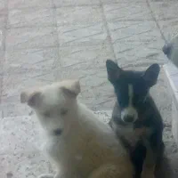 هاسکی همه نر هستن|سگ|بجنورد, |دیوار