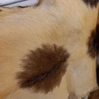 پوست طبیعی حیوان|صنایع دستی و سایر لوازم تزئینی|رشت, کوی غلام نیا|دیوار
