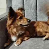 واگذاری شیتزو پامر|سگ|تهران, آبشار تهران (دریاچه)|دیوار