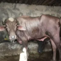 کاومیش