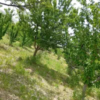 زمین باغ|خدمات باغبانی و درختکاری|بجنورد, |دیوار