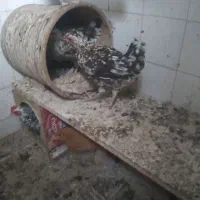 مرغ گلین|حیوانات مزرعه|تهران, تسلیحات|دیوار