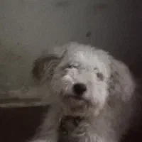 توله شیتزو ۶ماهه