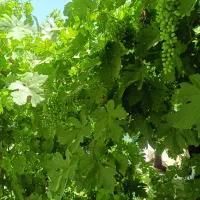 کارباغی باعلف زن