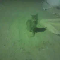 گربه خانگی