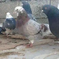 کبوترقروشی|حیوانات|مهاباد (آذربایجان غربی), |دیوار