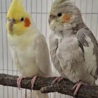 عروس هلندی نر و‌ماده