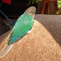 طوطی گرینچک دستی|پرنده|کیش, |دیوار