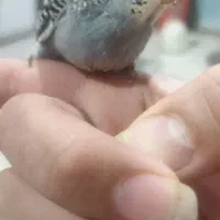 جوجه مرغ‌عشق آبی-خاکستری خاص و زیبا