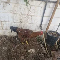 دوعدد خروس ویک عددمرغ خونگی سالم|حیوانات مزرعه|قم, چهار امامزاده|دیوار