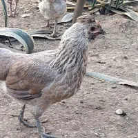 مرع اصیل شمالی|حیوانات مزرعه|چابکسر, |دیوار