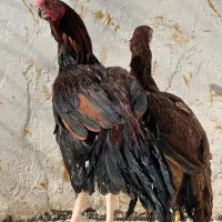 لاری نوک طوطی هندی