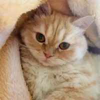گربه پرشین|گربه|گرگان, |دیوار