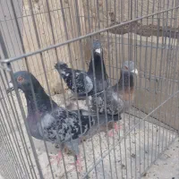کبوتر پلاکی مسافتی