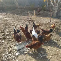 مرغ و خروس ۱۵ تا خوب و سالم