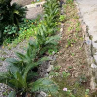 گل سیکاس در تعداد