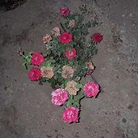 باغچه-500-متری-در-قاضی-بالا-با-درختان-متنوع-میوه