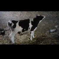 تلیسه 3 ماه ونیم ابستن