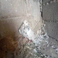 کبوتر پرنده ی پرواز بلند