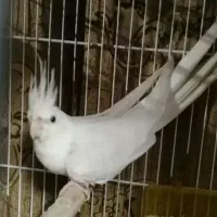 عروس آلبینو نر (نر) زوران