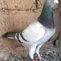 سبز نر جانسن