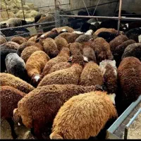داشتی و کشتاری /پلوار بندی گوسفند/زنده باسکول دقیق