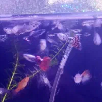 ماهی گوپی و کالر|ماهی|ارومیه, |دیوار