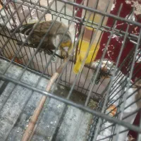 سهره قناری معاوضه با طوقی