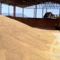 کبوتر|پرنده|تهران, خلیج فارس|دیوار