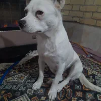 اشپیتز 2ساله عقیم شده