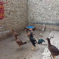 تخم مرغ نطفه دار لاری