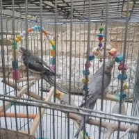 عروس هلندی مولد نر و ماده و جوجه ماده