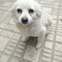 سگ پاپی تریل