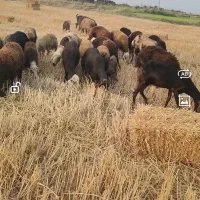 گوسفند بروجردی و کردستانی