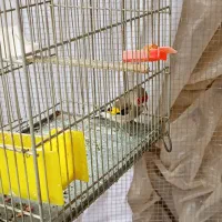 سهره|پرنده|قره چای, |دیوار