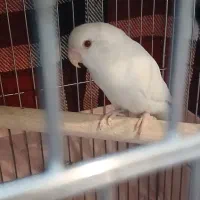 طوطی برزیلی آلبینو فیشر عروس هلندی