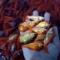 ماهی قرمز عید|ماهی|تربت‌حیدریه, باغ سلطانی|دیوار