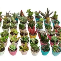 کاکتوس بندانگشتی