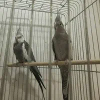 جفت عروس هلندی وایت فیس بالغ و اماده